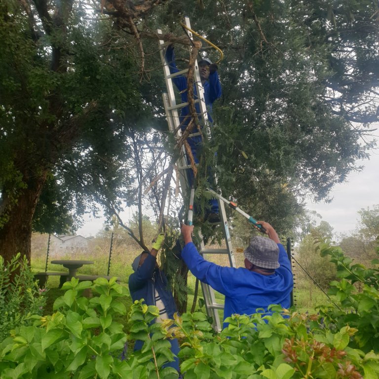 Professional tree shaping and clean-up by Jozi Garden Solutions team in Midrand – expert tree pruning and branch removal Johannesburg